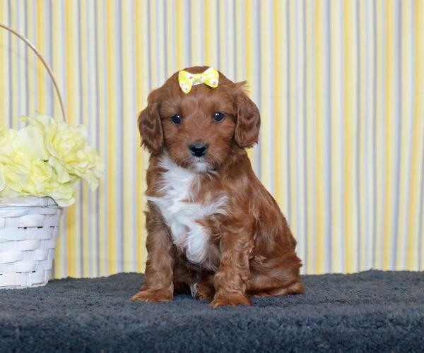 Cockerdoodles VS Cockapoos