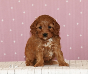 Alfie