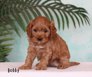 Bobby