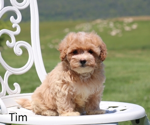 Tim