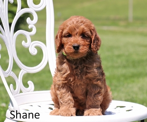 Shane