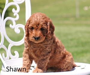 Shawn