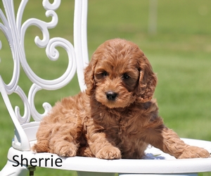 Sherrie