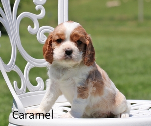 Caramel