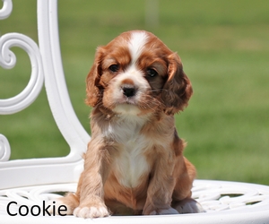 Cookie