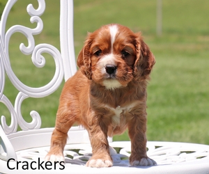 Crackers