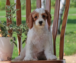 Evan