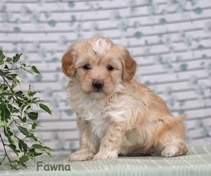 Fawna