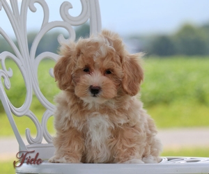 Fido