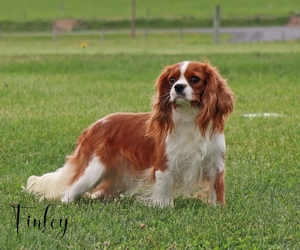 Finley