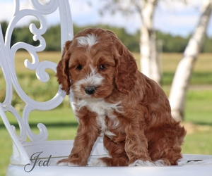 Jed