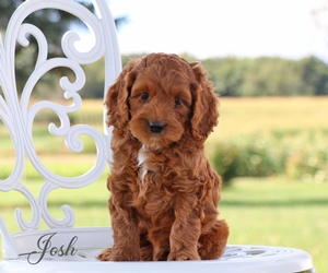 Josh