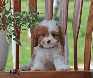 Kelly