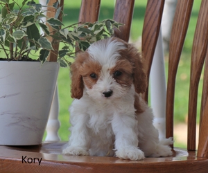 Kory