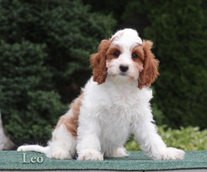 Leo