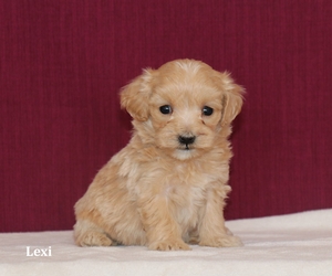 Lexi