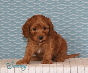 Sammy