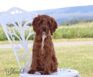 Shadd