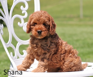 Shana