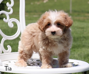 Tia