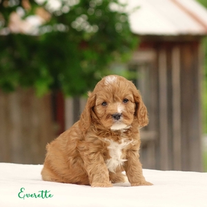 Everette