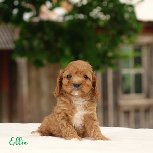 Ellie
