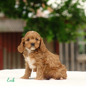 Erik