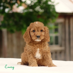 Emery