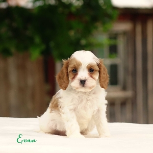 Evan