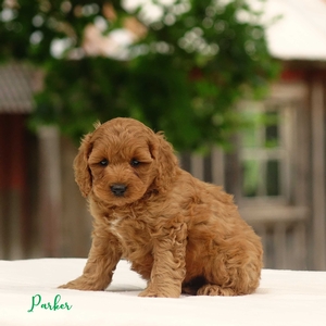 Parker