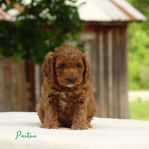 Paxton